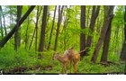 Deer in Van Buren County, Michigan farmland - LAND AUCTION - 194+/- ACRES OFFERED IN 5 TRACTS IN VAN BUREN COUNTY, MICHIGAN